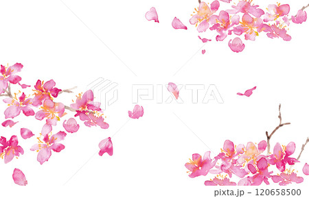 水彩画。水彩タッチの桜のベクター背景。桜の和風背景。梅の花の手書きベクターイラスト。高級感のある和風 120658500