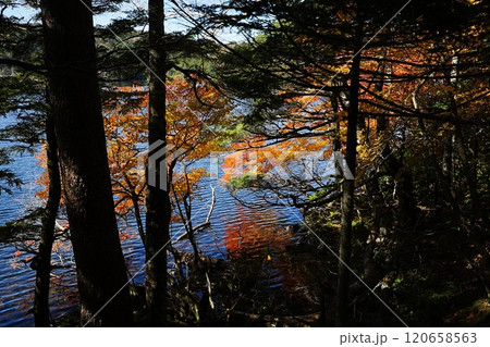 241020白駒池 120658563