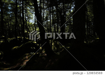 241020白駒池 241020白駒池 120658569