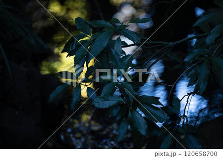 東京公園風景 東京公園風景 120658700