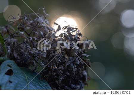 東京公園風景 東京公園風景 120658701