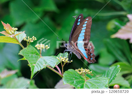 花の間を飛び回る美しいアオスジアゲハ(アゲハチョウ科)伊豆半島賀茂郡南伊豆町中木ヒリゾ浜2024年 花の間を飛び回る美しいアオスジアゲハ(アゲハチョウ科)伊豆半島賀茂郡南伊豆町中木ヒリゾ浜2024年 120658720