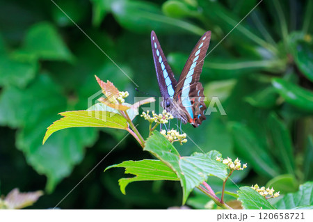 花の間を飛び回る美しいアオスジアゲハ（アゲハチョウ科）伊豆半島賀茂郡南伊豆町中木ヒリゾ浜2024年 120658721