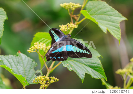 花の間を飛び回る美しいアオスジアゲハ（アゲハチョウ科）伊豆半島賀茂郡南伊豆町中木ヒリゾ浜2024年 120658742