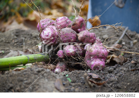 Freshly Harvested Colorful Jerusalem Artichokes From Garden Soil Freshly Harvested Colorful Jerusalem Artichokes From Garden Soil 120658802