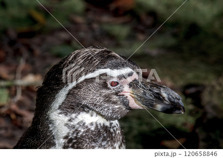 ケープペンギン属にあたるフンボルトペンギンの顔立ち ケープペンギン属にあたるフンボルトペンギンの顔立ち 120658846