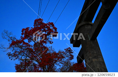 鳥居と赤い葉 120659023