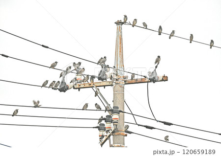 電線に集まるたくさんのムクドリ 電線に集まるたくさんのムクドリ 120659189