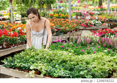 Spaniard woman examining variegated hedera in pots at garden center 120659222