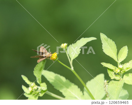 花の蜜を吸うイチモンジセセリ 120659465