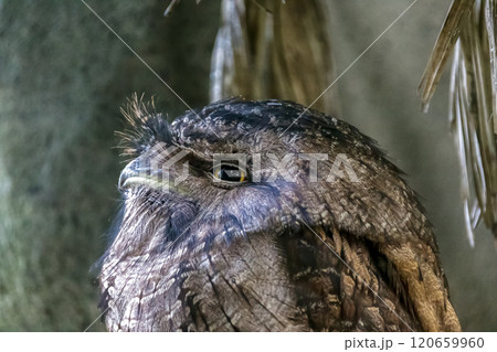 ヨタカ目のガマグチヨタカの精悍な顔立ち 120659960