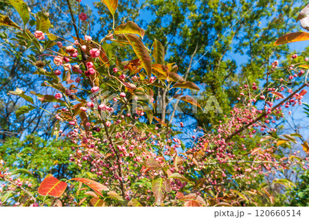 秋　ピンクの実を付けたマユミの木 120660514