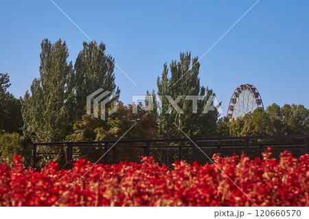 Ferris wheel in amusement park, view from Ala-Too Square. Bishkek, Kyrgyzstan 120660570