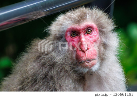 公道沿いに現れた、野生のニホンザル（オナガザル科）の群れ。  静岡県伊豆半島賀茂郡松崎町岩地2024 120661183