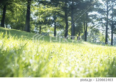 公園のこかげ・木漏れ日 (蒜山高原) 公園のこかげ・木漏れ日 (蒜山高原) 120661463