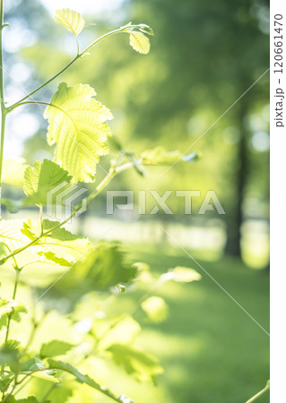 公園のこかげ・木漏れ日 (蒜山高原) 公園のこかげ・木漏れ日 (蒜山高原) 120661470