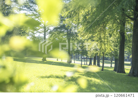 公園のこかげ・木漏れ日 (蒜山高原) 公園のこかげ・木漏れ日 (蒜山高原) 120661471