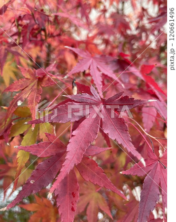 真っ赤な紅葉 120661496