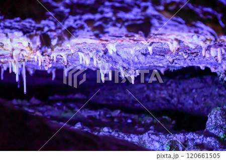 岐阜県 高山市 飛騨 大鍾乳洞 岐阜県 高山市 飛騨 大鍾乳洞 120661505