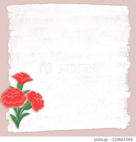 Red carnations on white paper background Red carnations on white paper background 120661568