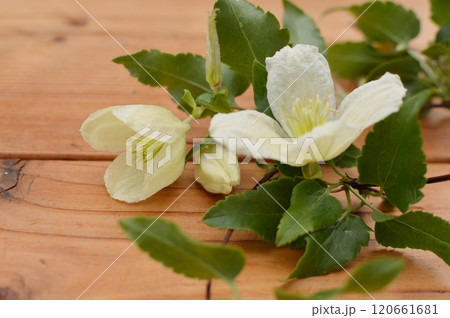 乳白色の冬咲きクレマチスの花      乳白色の冬咲きクレマチスの花      120661681