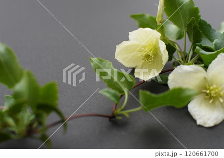 乳白色の冬咲きクレマチスの花　　　　　　 　 120661700