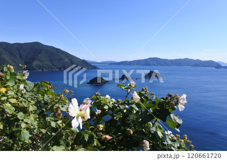 芙容の花の季節 120661720