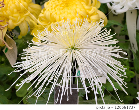 和菊 管物菊 和菊 管物菊 120661737