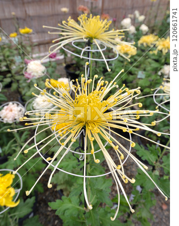 和菊 管物菊 和菊 管物菊 120661741