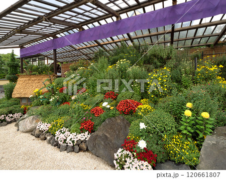 菊まつり　盆庭　東京都 120661807