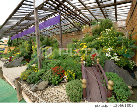 菊まつり　盆庭　東京都 120661808