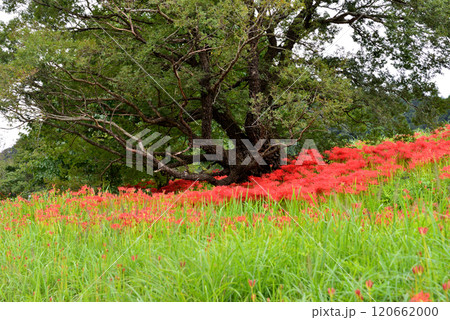 蓑沢彼岸花公園　2024-9-29　＃43 120662000