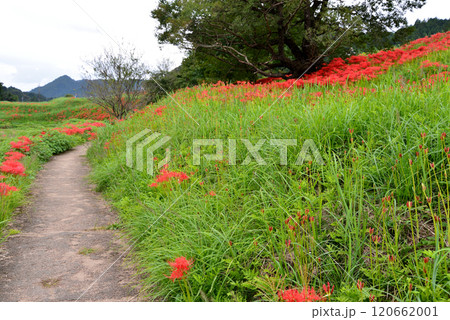 蓑沢彼岸花公園　2024-9-29　＃44 120662001