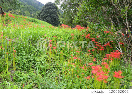 蓑沢彼岸花公園　2024-9-29　＃45 120662002