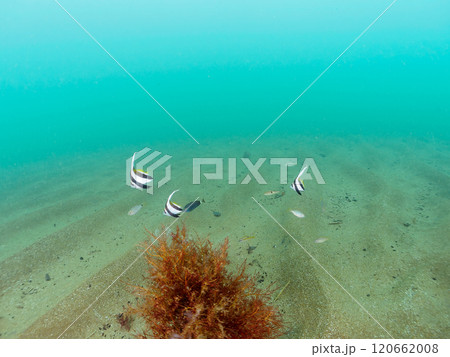 砂地のロープ溜まりに住む、可愛いムレハタタテダイ、ヒラニザ、オジサン、ヒメフエダイ他の幼魚の群れ。 120662008