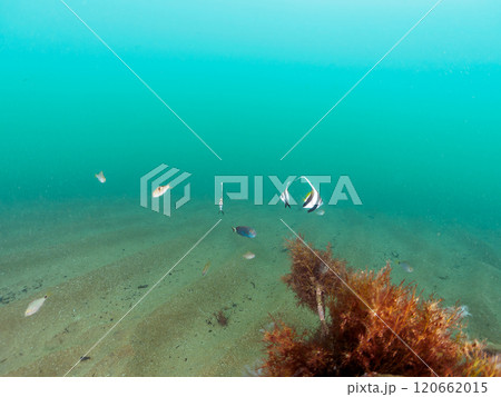 砂地のロープ溜まりに住む、可愛いムレハタタテダイ、ヒラニザ、オジサン、ヒメフエダイ他の幼魚の群れ。 120662015