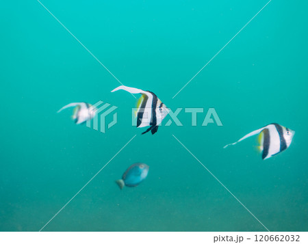 砂地のロープ溜まりに住む、可愛いムレハタタテダイ、ヒラニザ、オジサン、ヒメフエダイ他の幼魚の群れ。 120662032