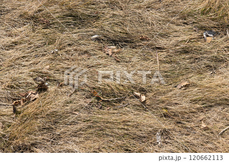 natural texture background of last year's grass 120662113