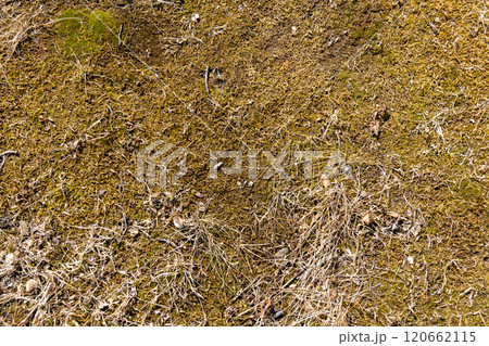natural texture background spring moss 120662115