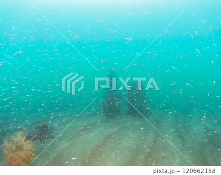 ホンダワラの森に集まる、美しいオキアミ（オキアミ科）の幼生、クロホシイシモチ（イシモチ科）の群れ。 120662188