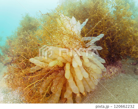 アオリイカ(ヤリイカ科)が産んだ不思議な卵塊。静岡県伊豆半島賀茂郡西伊豆町宇久須黄金崎ビーチ2024 アオリイカ(ヤリイカ科)が産んだ不思議な卵塊。静岡県伊豆半島賀茂郡西伊豆町宇久須黄金崎ビーチ2024 120662232