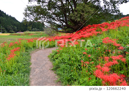 蓑沢彼岸花公園　2024-9-29　＃52 120662240