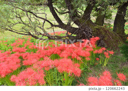 蓑沢彼岸花公園　2024-9-29　＃55 120662243