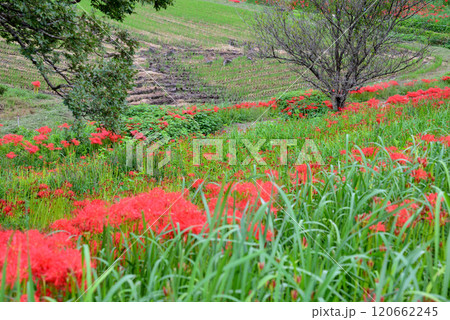 蓑沢彼岸花公園　2024-9-29　＃57 120662245