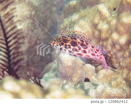 美しいテーブルサンゴと可愛いヒメゴンベ（ゴンベ科）の幼魚他。西伊豆町宇久須黄金崎ビーチ2024年 120662412