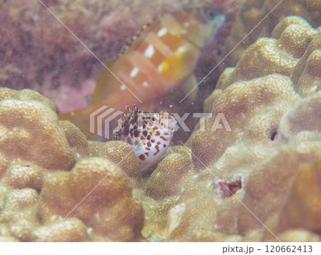 美しいテーブルサンゴと可愛いヒメゴンベ（ゴンベ科）の幼魚他。西伊豆町宇久須黄金崎ビーチ2024年 120662413
