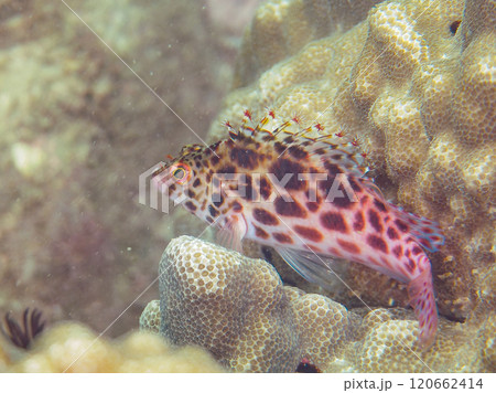 美しいテーブルサンゴと可愛いヒメゴンベ（ゴンベ科）の幼魚他。西伊豆町宇久須黄金崎ビーチ2024年 120662414