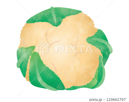 野菜 カリフラワー 手書き風 野菜 カリフラワー 手書き風 120662707