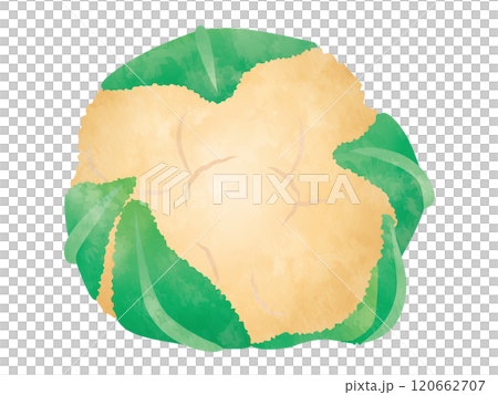 野菜 カリフラワー 手書き風 野菜 カリフラワー 手書き風 120662707