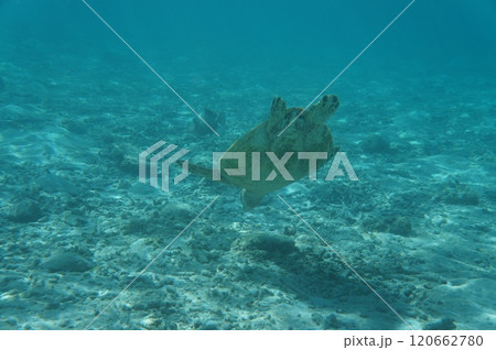 水中から見たウミガメ 120662780